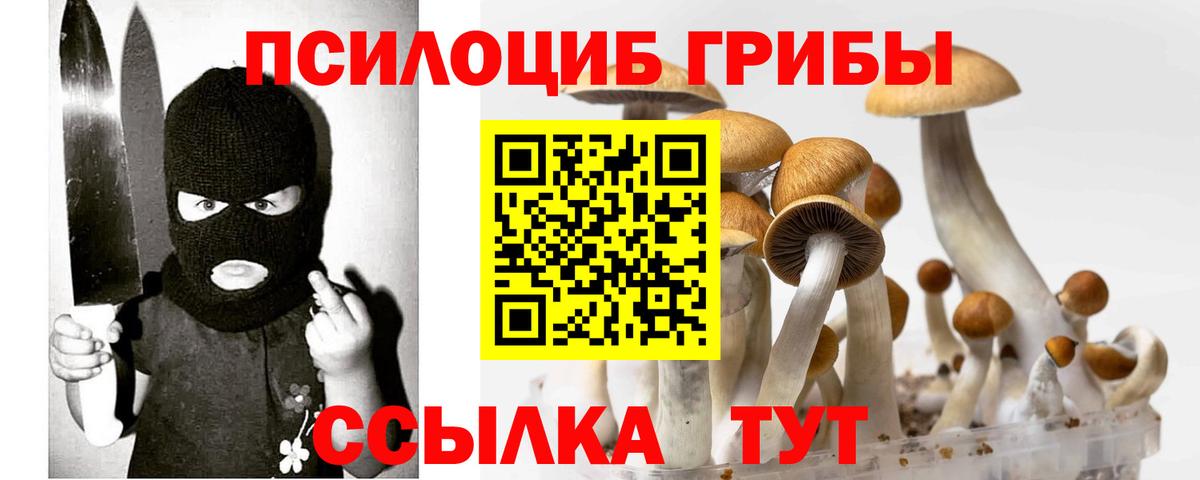 Псилоцибиновые грибы Psilocybe Сальск
